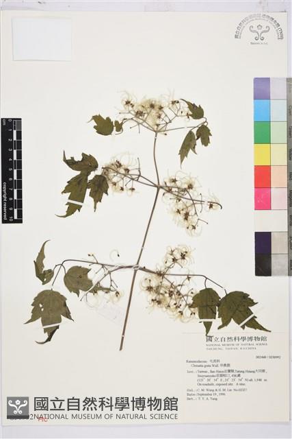 串鼻龍藏品圖，第1張