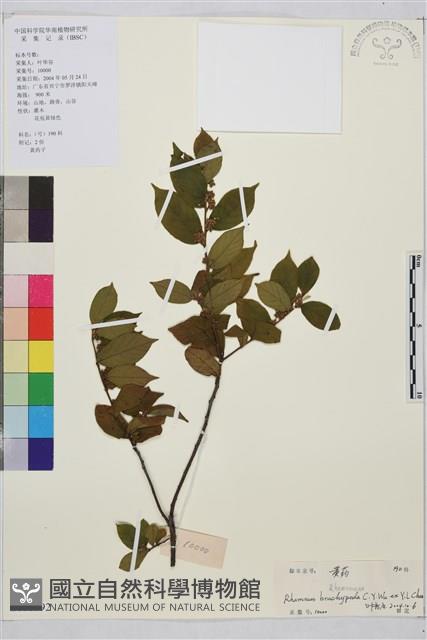 山綠柴藏品圖，第1張