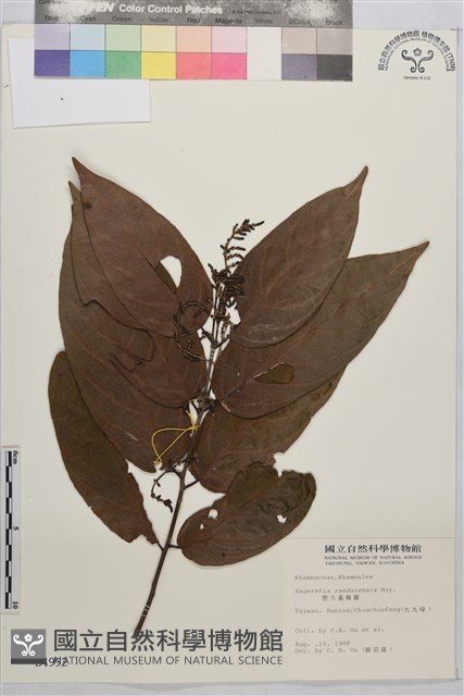 巒大雀梅藤藏品圖，第2張