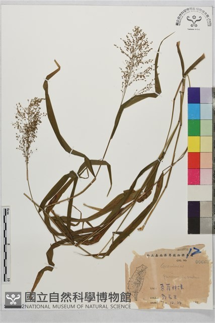 藤竹草藏品圖，第1張