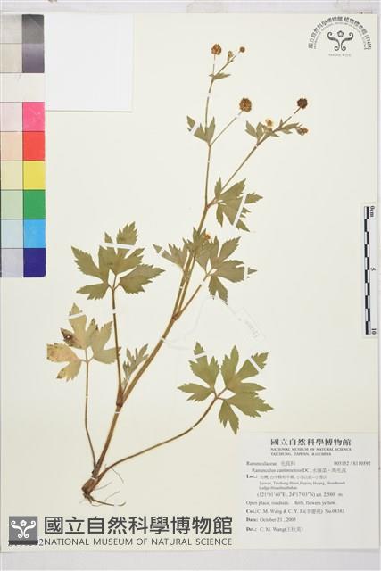 水辣菜、禺毛茛藏品圖，第1張