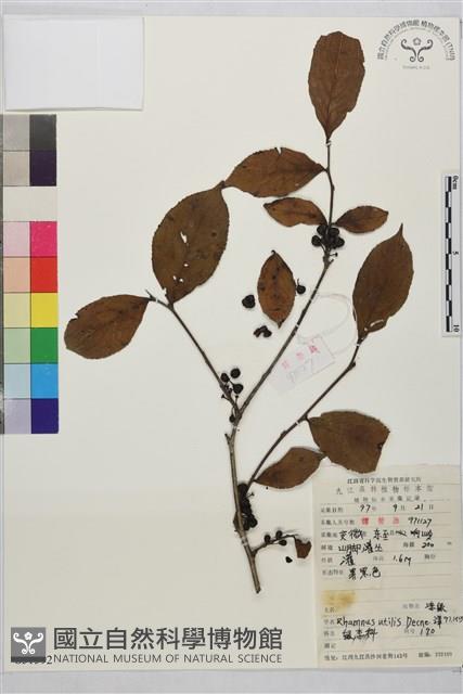 凍綠藏品圖，第1張