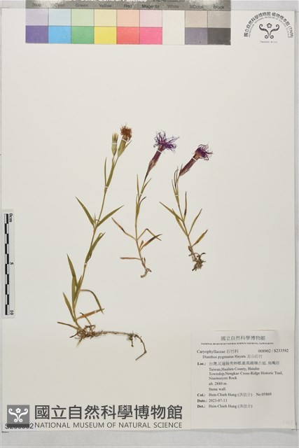 玉山石竹藏品圖，第1張