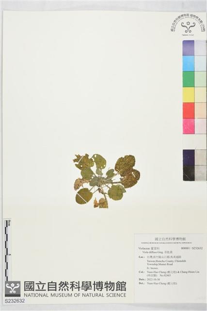 茶匙黃藏品圖，第1張