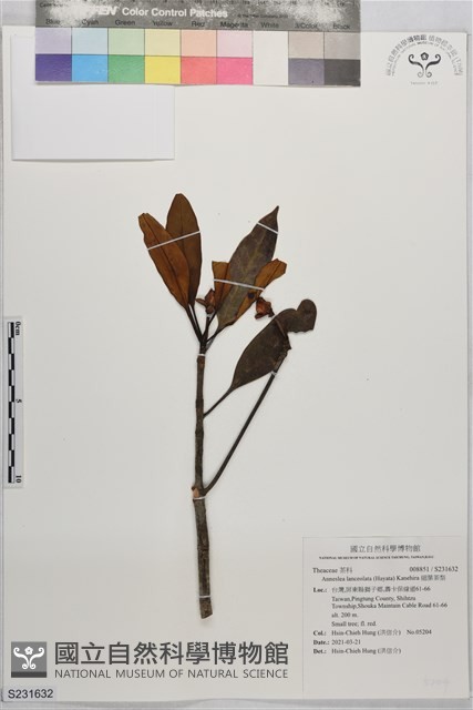 細葉茶梨藏品圖，第1張