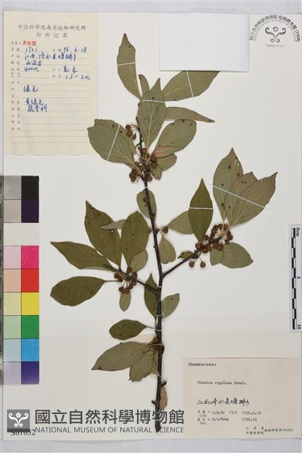 皺葉鼠李藏品圖，第1張