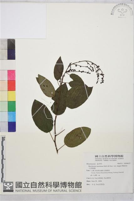 大黃鱔藤藏品圖，第1張