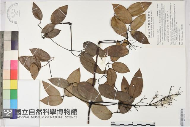 柱果鐵線蓮藏品圖，第1張