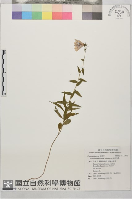 高山沙參藏品圖，第1張