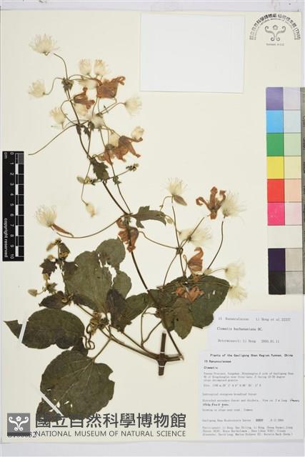 毛木通藏品圖，第1張