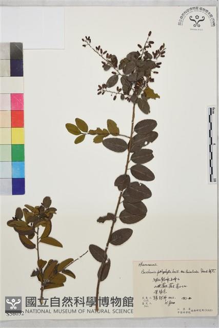 光枝勾兒茶藏品圖，第1張