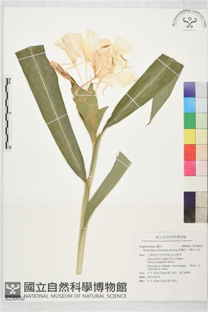 野薑花、穗花山奈藏品圖，第1張