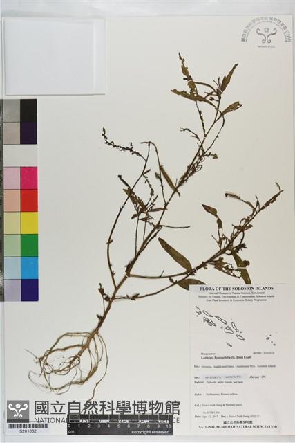 細葉水丁香藏品圖，第1張