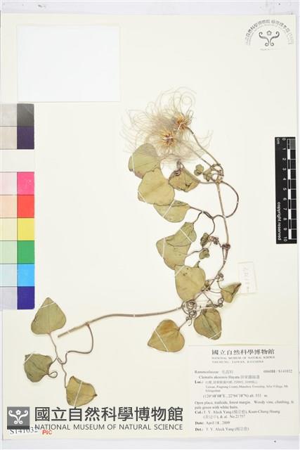 屏東鐵線蓮藏品圖，第1張