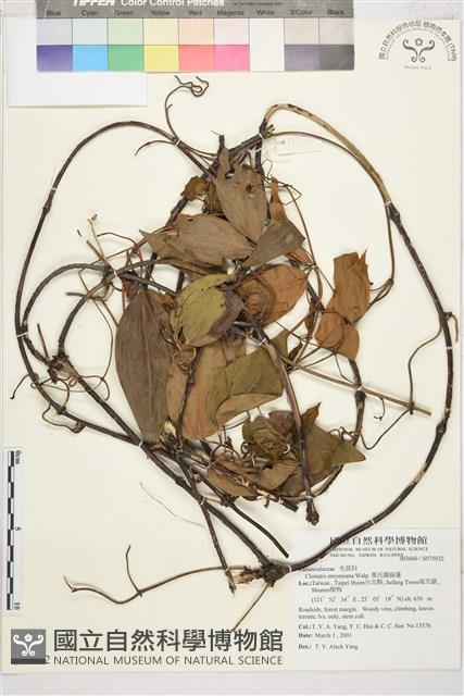 麥氏鐵線蓮藏品圖，第2張