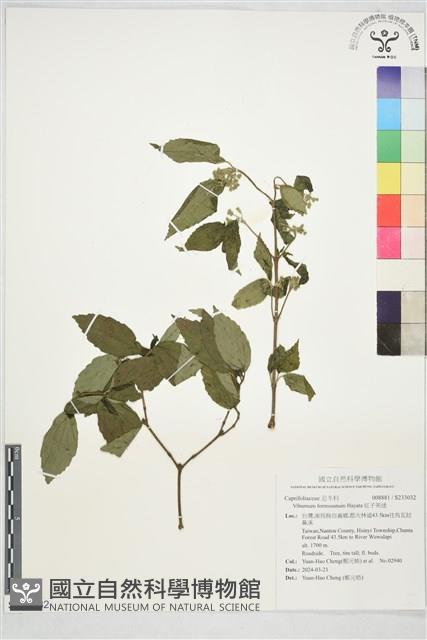 紅子莢迷藏品圖，第1張