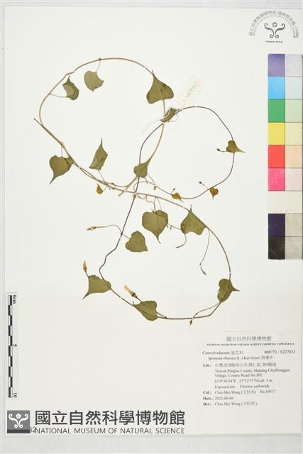 野牽牛藏品圖，第1張