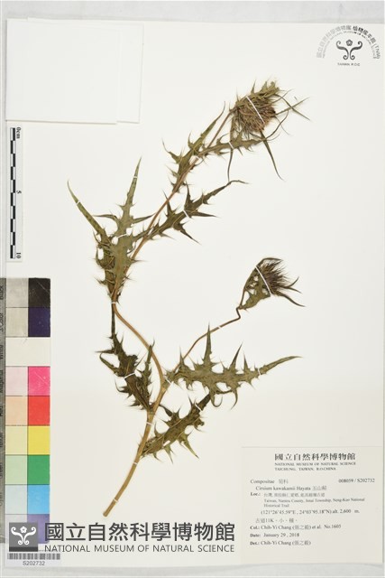 玉山薊藏品圖，第1張