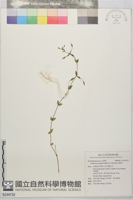 定經草藏品圖，第1張