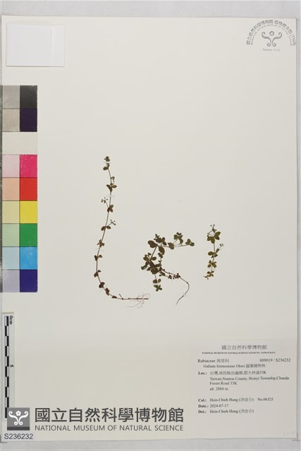 圓葉豬殃殃藏品圖，第1張