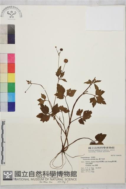 鉤柱毛茛藏品圖，第1張