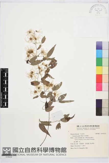 串鼻龍藏品圖，第1張