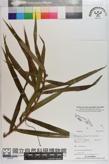 登錄號:S203232藏品圖，第1張