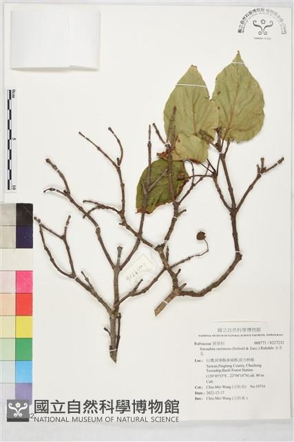 水冬瓜藏品圖，第1張