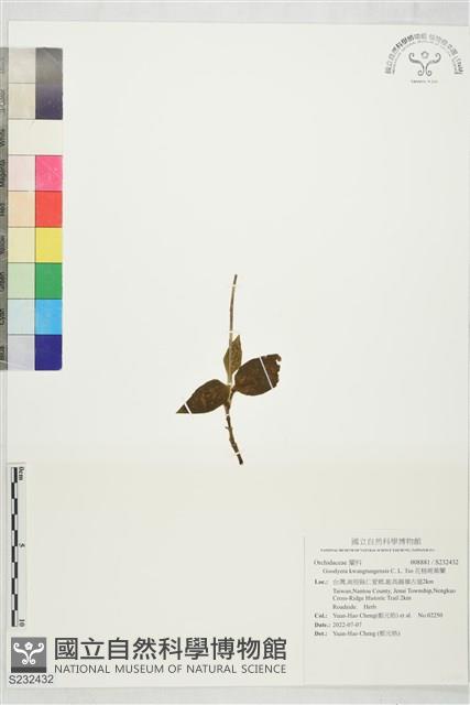 花格斑葉蘭藏品圖，第1張
