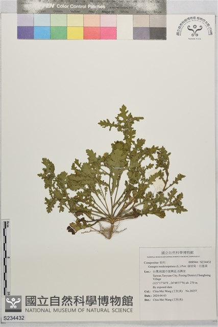 線球菊、田基黃藏品圖，第1張