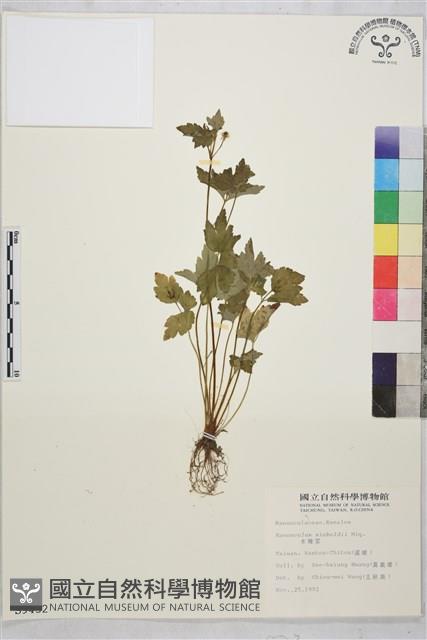 辣子草、揚子毛茛藏品圖，第1張