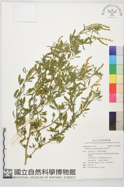 草木犀藏品圖，第1張