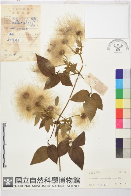 銹毛鐵線蓮藏品圖，第1張