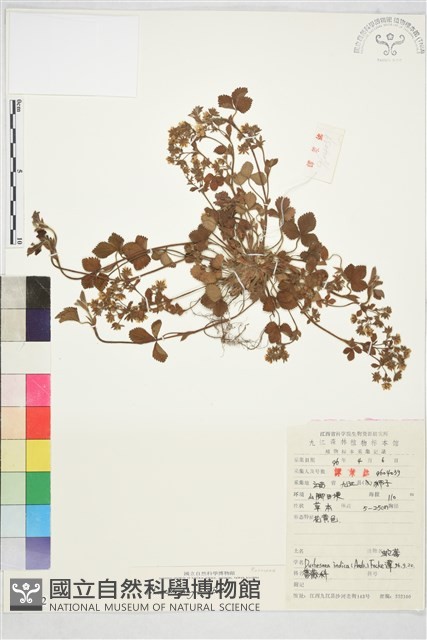 三葉委陵菜藏品圖，第2張