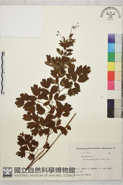 東亞唐松草藏品圖，第1張