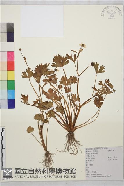 小毛茛藏品圖，第1張