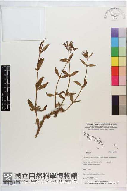 登錄號:S200132藏品圖，第1張