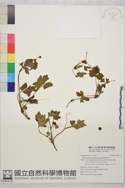 鹿場毛茛藏品圖，第1張