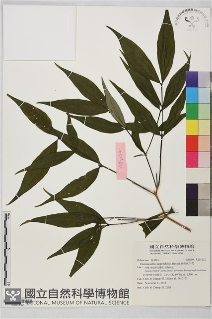 無刺伏牛花藏品圖，第1張