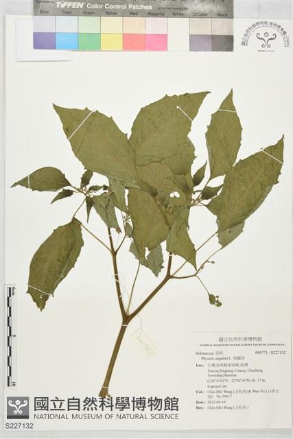 燈籠草藏品圖，第1張