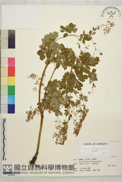 東亞唐松草藏品圖，第1張