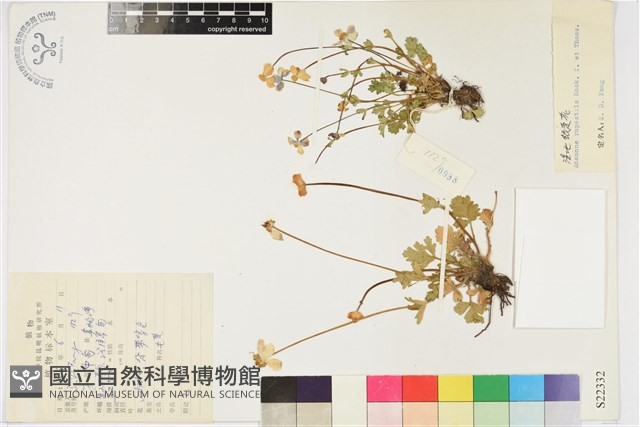 濕地銀蓮花藏品圖，第1張