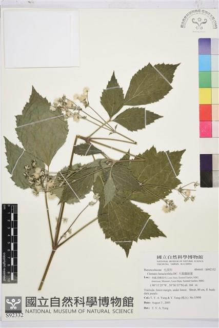 大葉鐵線蓮藏品圖，第1張