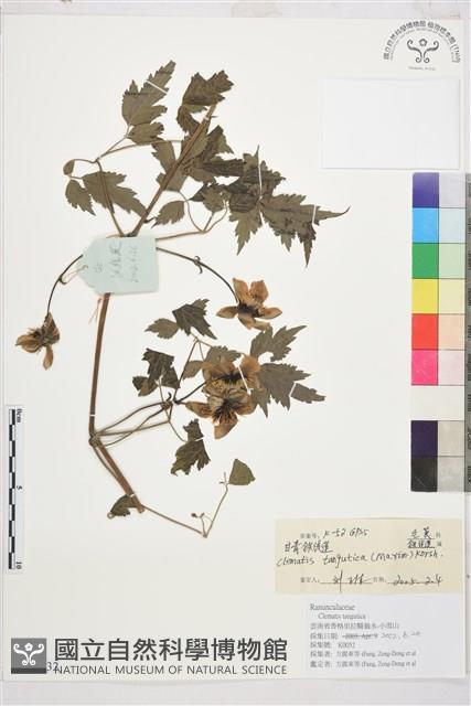 甘青鐵線蓮藏品圖，第1張