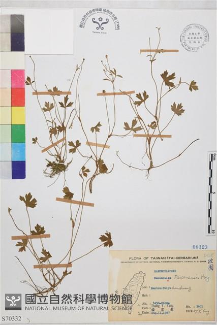 鹿場毛茛藏品圖，第1張