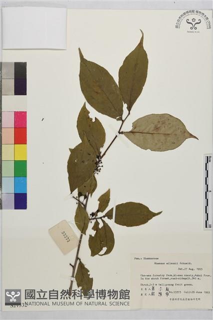 山鼠李藏品圖，第1張