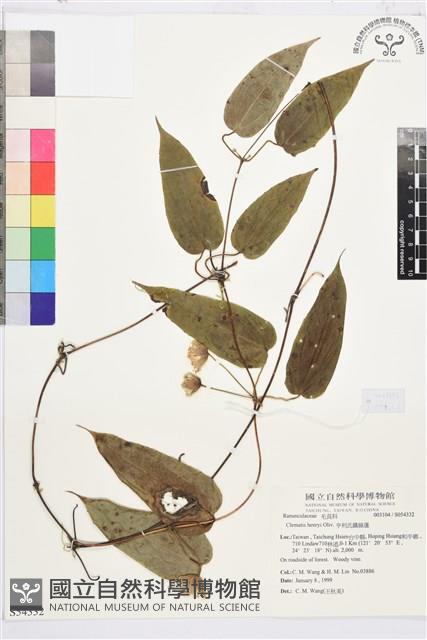 亨利氏鐵線蓮藏品圖，第1張