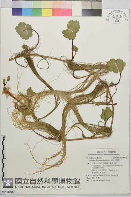 漂浮天胡荽藏品圖，第1張