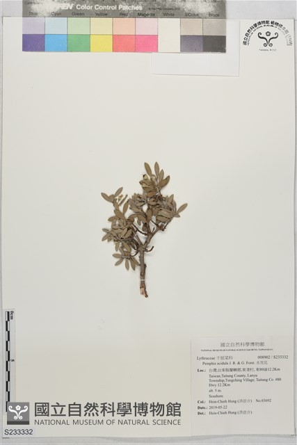 水芫花藏品圖，第1張