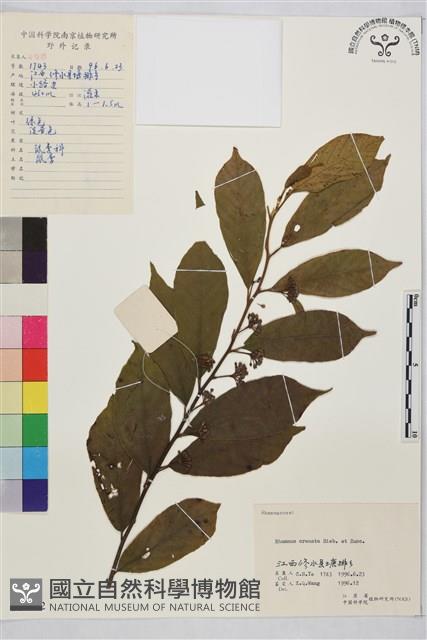 鈍齒鼠李藏品圖，第2張